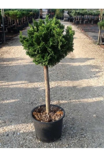 Кипарисовик тупой Нана Грацилис на штамбе контейнер